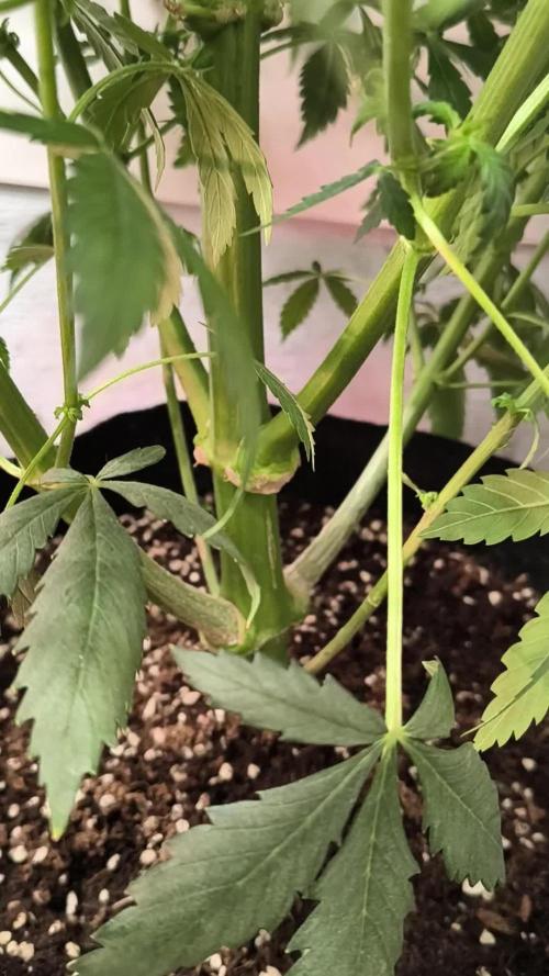 Whiskey Zulu auto