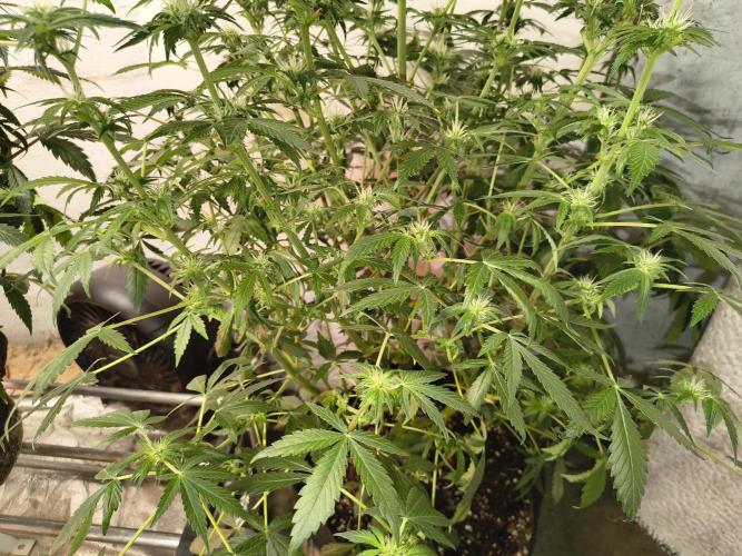 Whiskey Zulu auto. Week 9