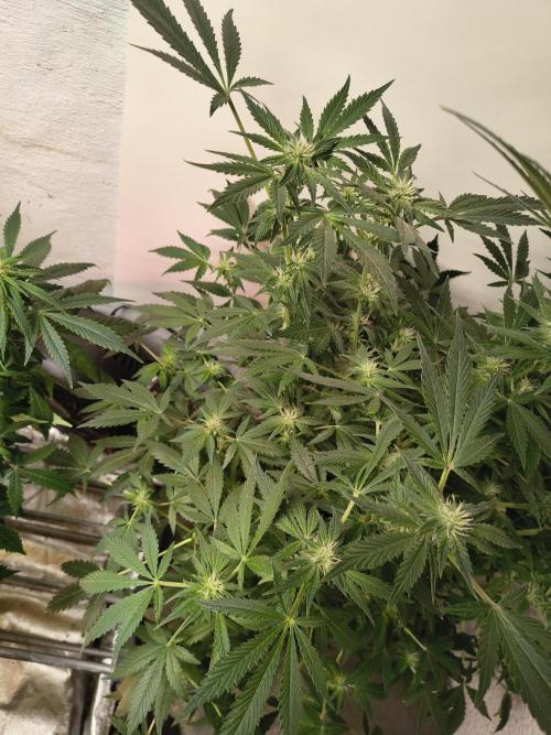 Whiskey Zulu auto. Week 9