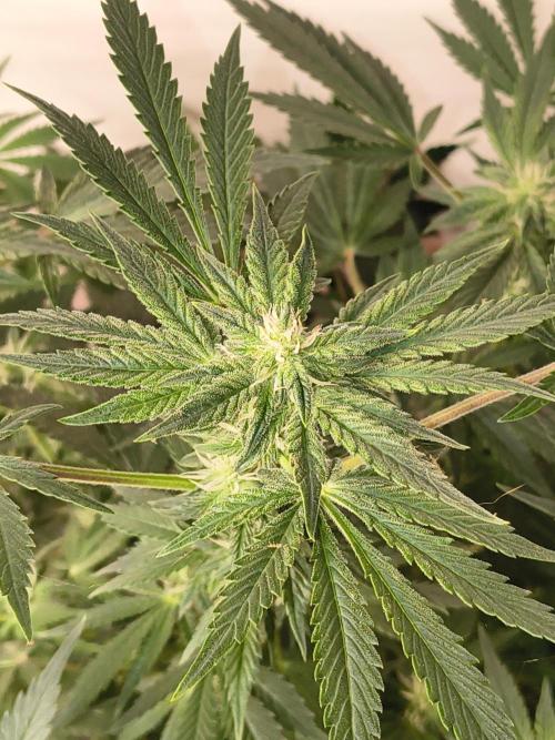 Whiskey Zulu auto. Week 9