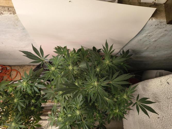 Whiskey Zulu auto. Week 9