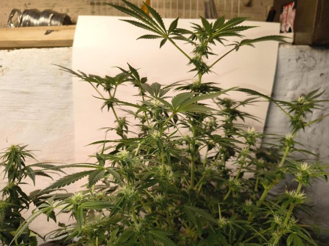Whiskey Zulu auto. Week 9