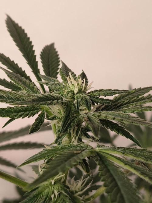 Whiskey Zulu auto. Week 9