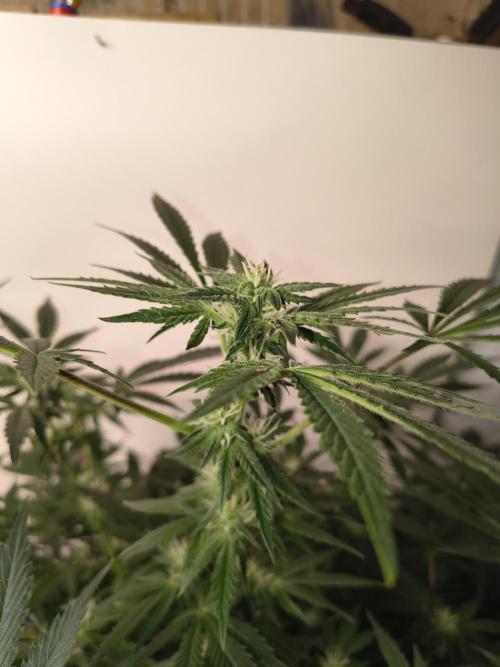 Whiskey Zulu auto. Week 9