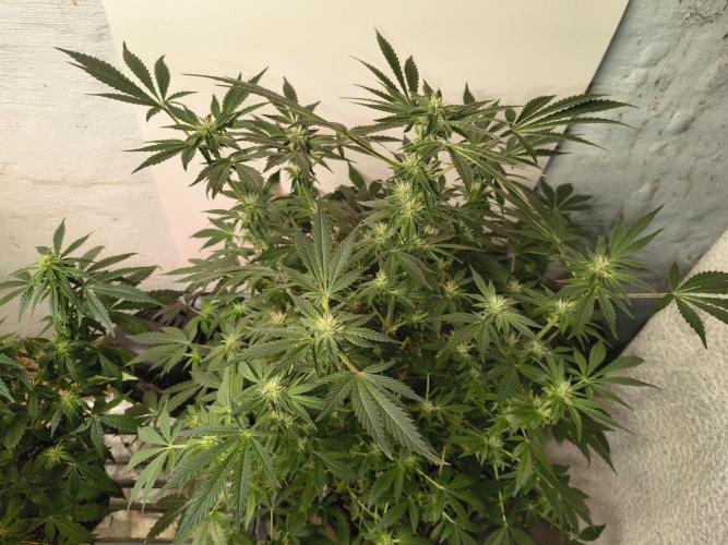Whiskey Zulu auto. Week 9