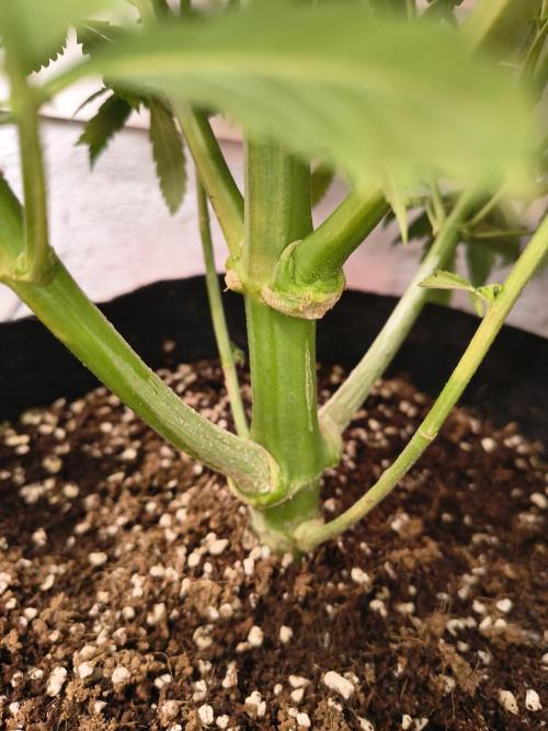 Whiskey Zulu auto. Week 9