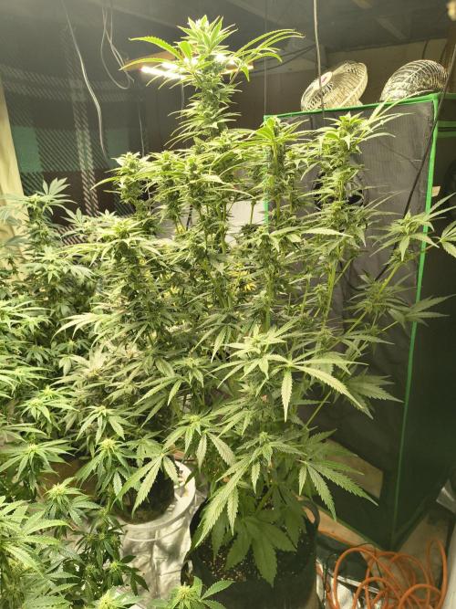 Sticky broccoli. Week 11