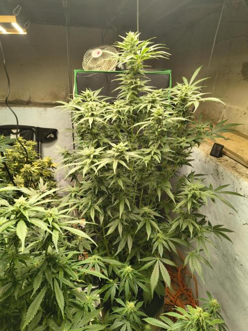 Sticky broccoli. Week 11