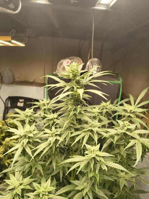 Sticky broccoli. Week 11