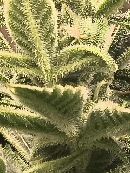 Sticky broccoli. Week 11