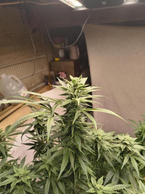 Sticky broccoli. Week 11