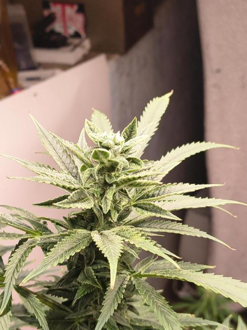 Sticky broccoli. Week 11