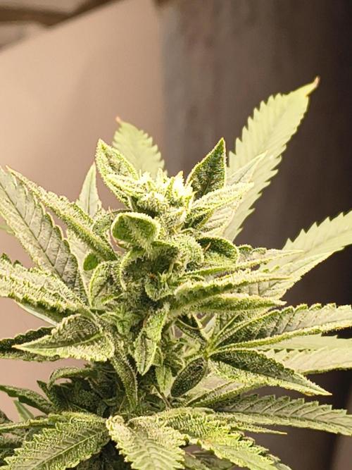 Sticky broccoli. Week 11
