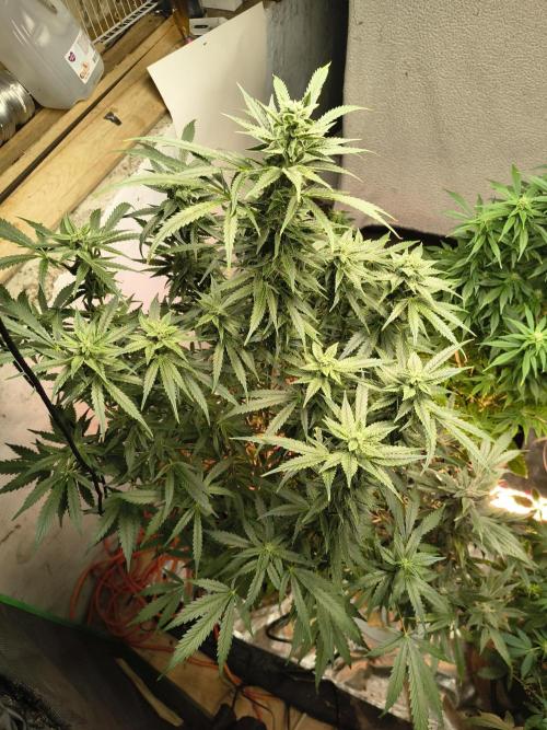 Sticky broccoli. Week 11