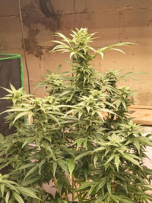 Sticky broccoli. Week 11
