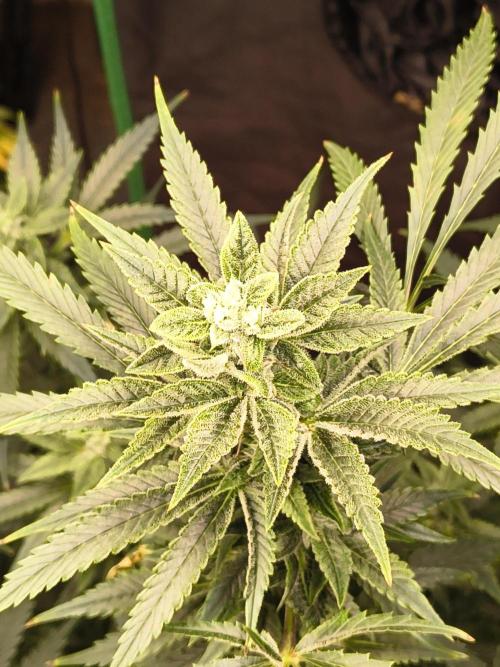 Sticky broccoli. Week 11