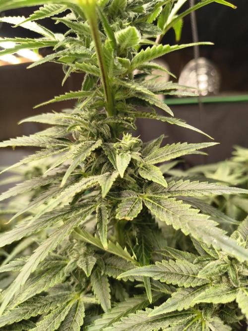 Sticky broccoli. Week 11