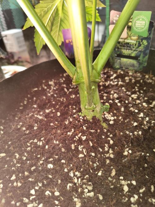 Sticky broccoli. Week 11
