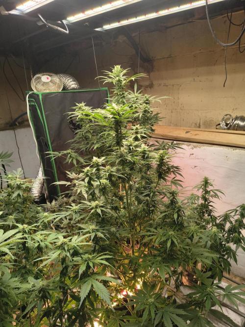 Sticky broccoli. Week 11