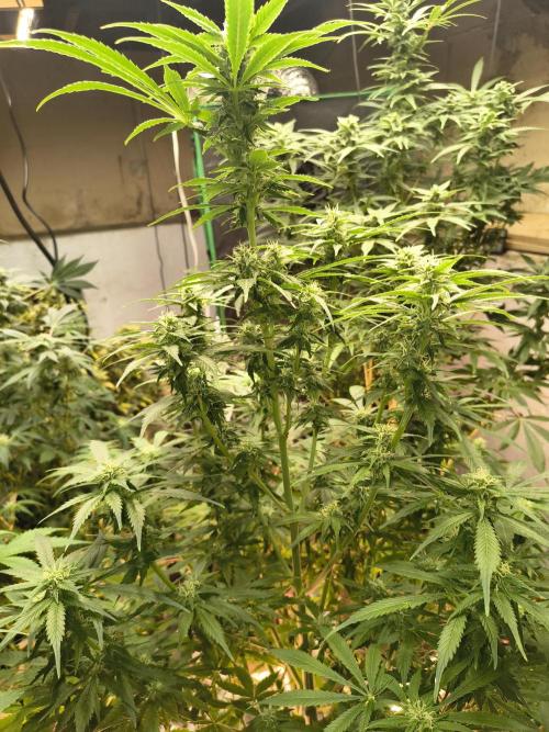 Sticky broccoli. Week 11