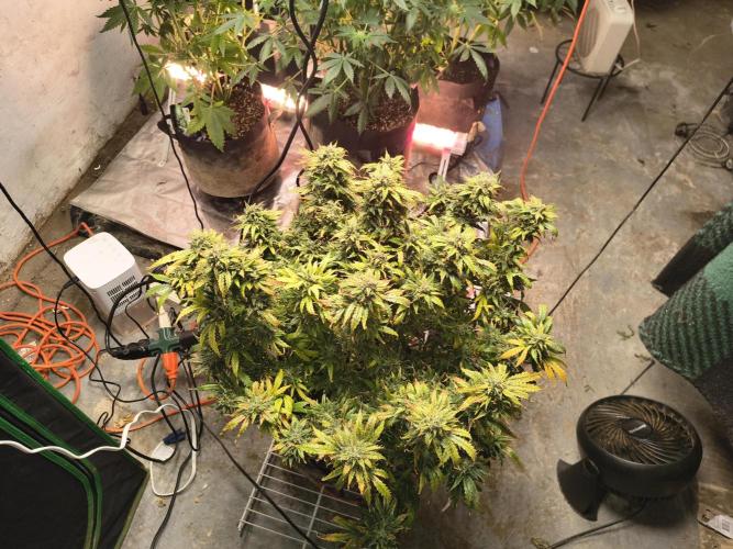 Gelonade auto. Week 15