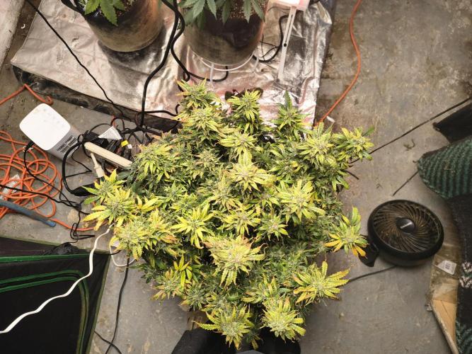 Gelonade auto. Week 15