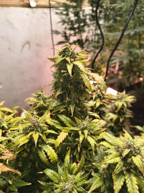 Gelonade auto. Week 15