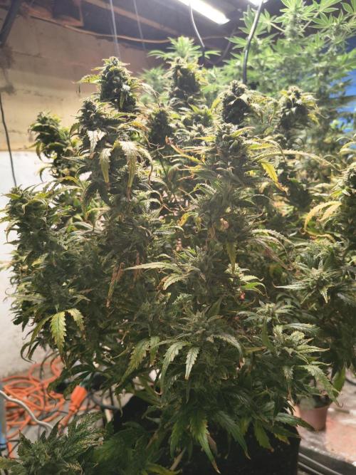 Gelonade auto. Week 15