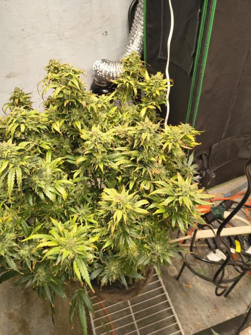 Gelonade auto. Week 15
