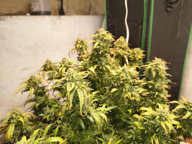 Gelonade auto. Week 15