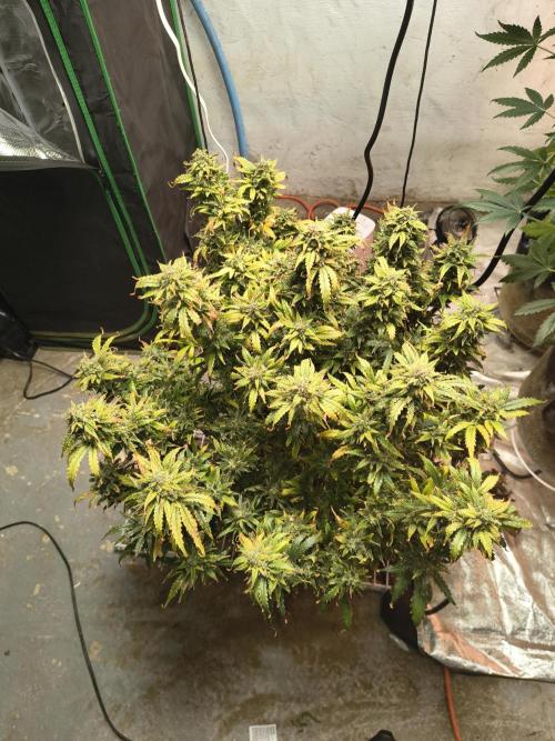 Gelonade auto. Week 16
