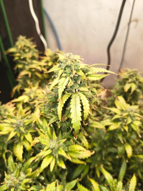 Gelonade auto. Week 16