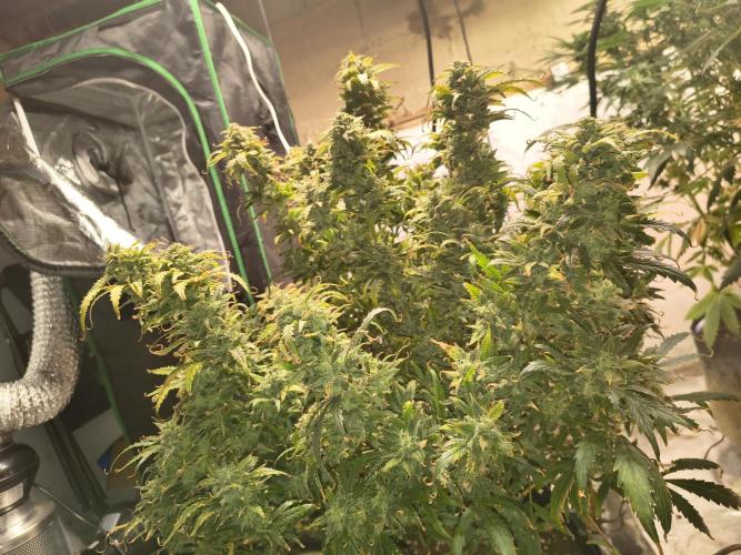 Gelonade auto. Week 16