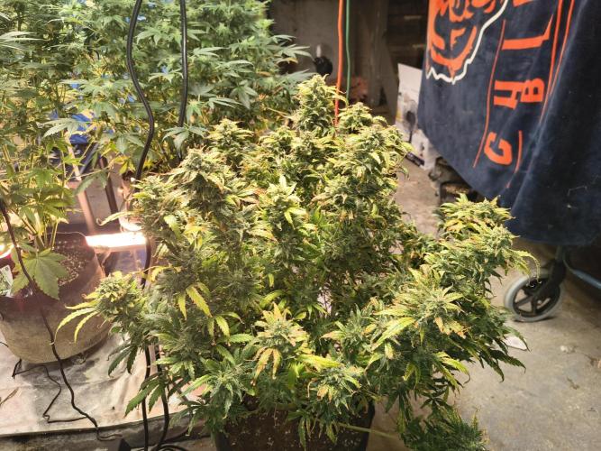 Gelonade auto. Week 16