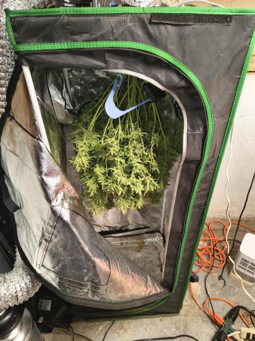 Gelonade auto. Week 16