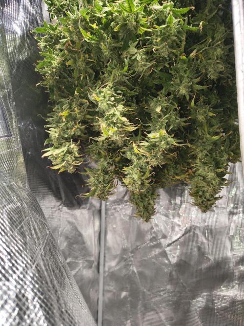 Gelonade auto. Week 16
