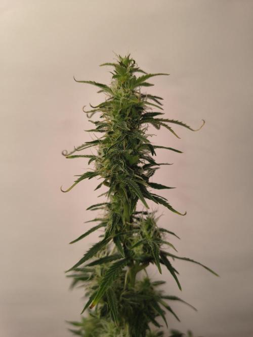 Orange cookies auto. Week 9