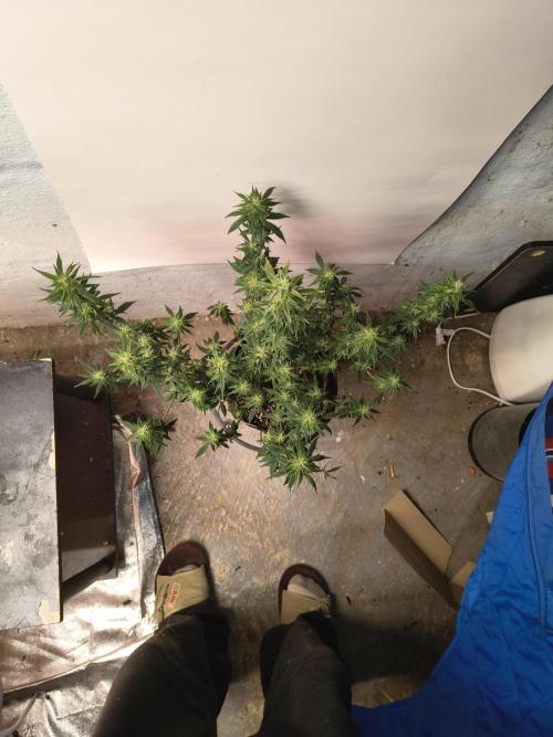 Orange cookies auto. Week 9