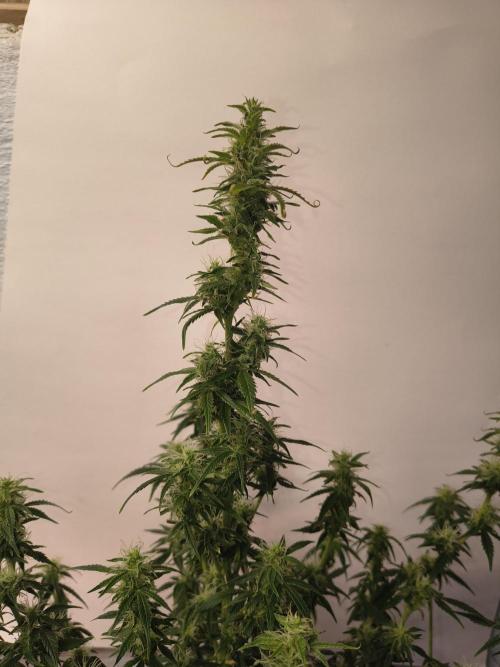 Orange cookies auto. Week 9