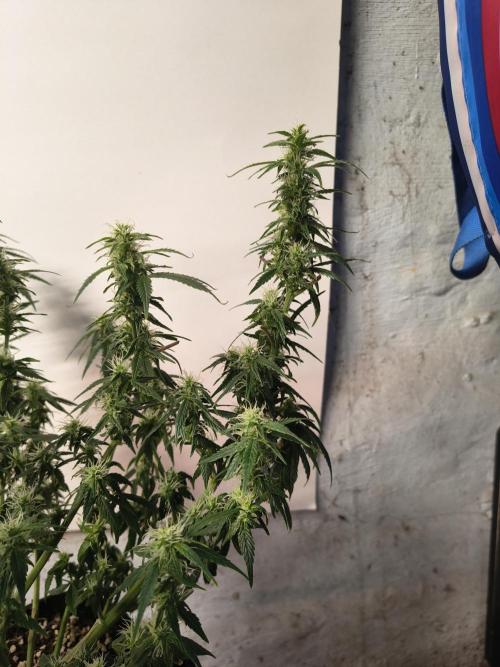 Orange cookies auto. Week 9