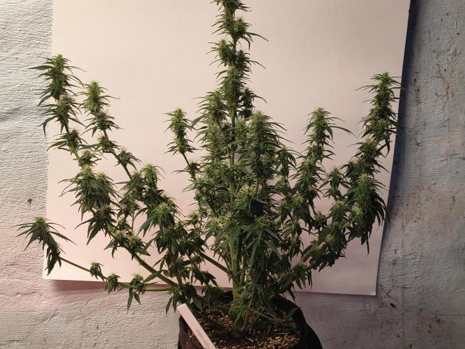 Orange cookies auto. Week 9