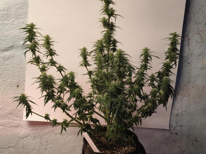 Orange cookies auto. Week 9