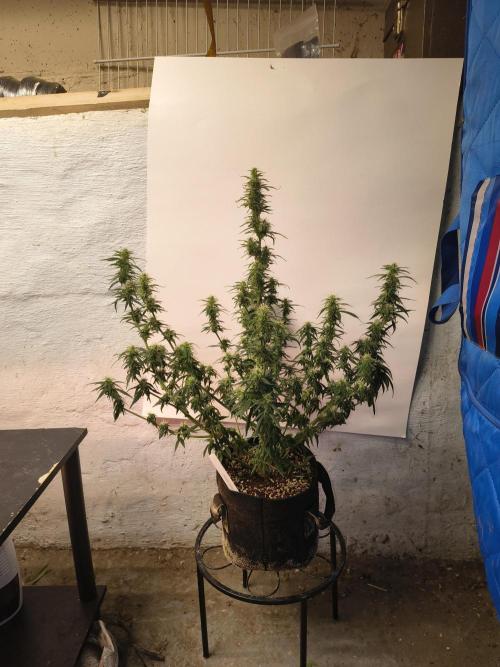Orange cookies auto. Week 9