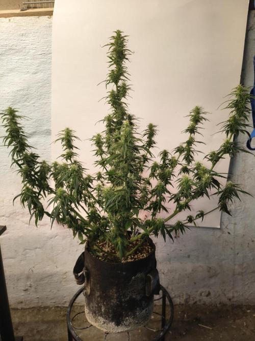Orange cookies auto. Week 9