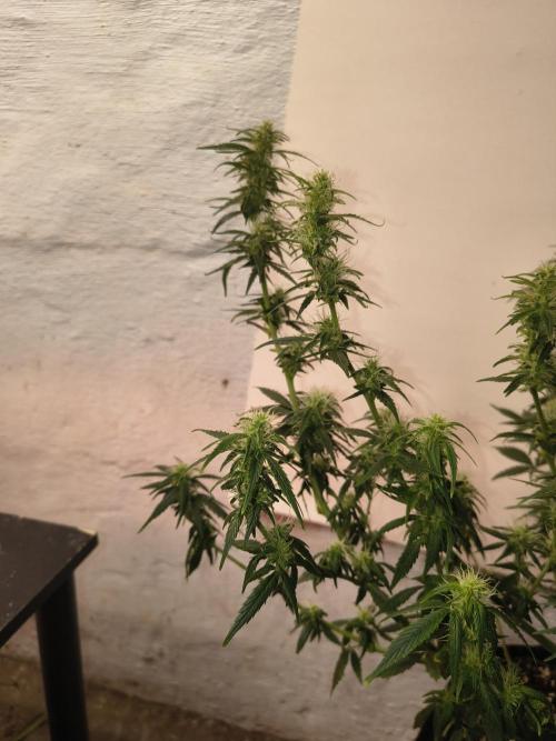 Orange cookies auto. Week 9