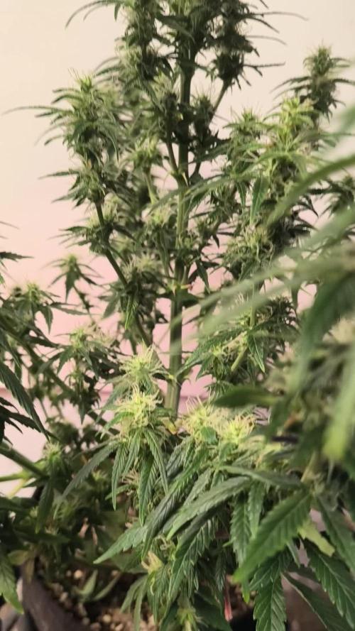Orange cookies auto
