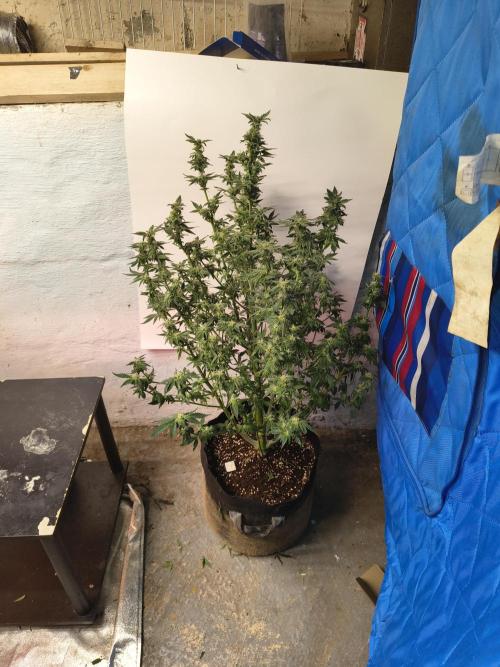 Whiskey Zulu auto. Week 10