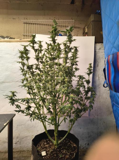 Whiskey Zulu auto. Week 10