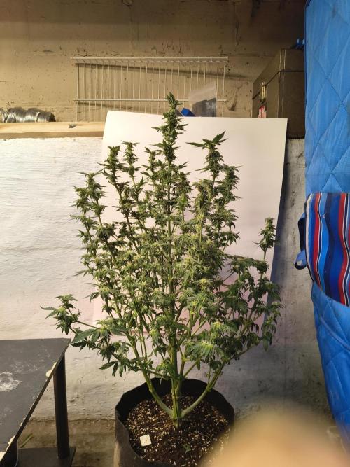 Whiskey Zulu auto. Week 10