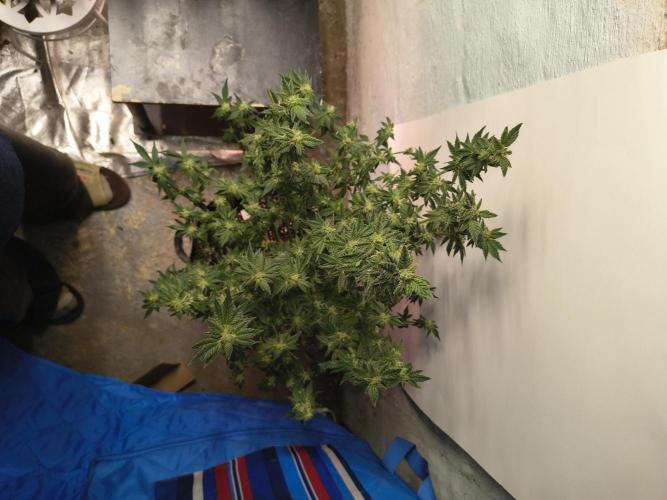 Whiskey Zulu auto. Week 10